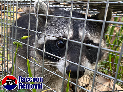 Nassau County raccoon trapping